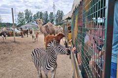 bm_safaripark_2026_05