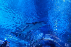 gyula_tropicarium_2024_04