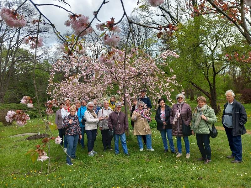 A cseresznyevirágzásban gyönyörködtünk a szegedi Füvészkertben