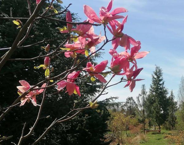 Csodás Kertem Magánarborétum látogatására hívjuk tagjainkat